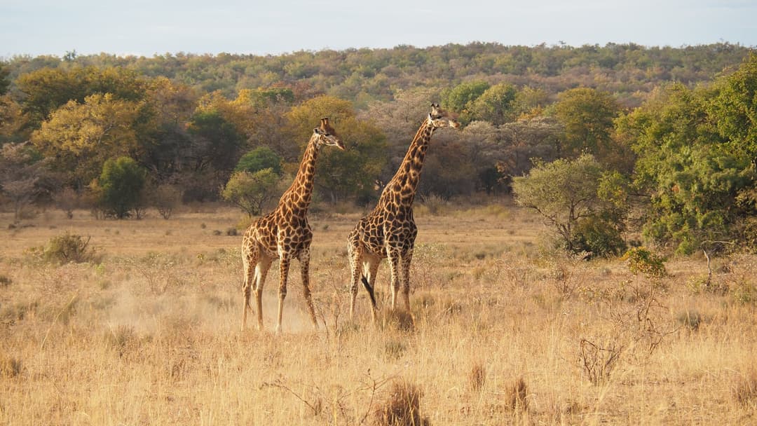 tours in the gambia